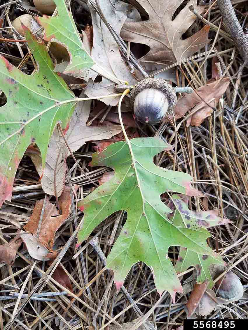 Shumard oak twig, showing leaf undersides and an acorn