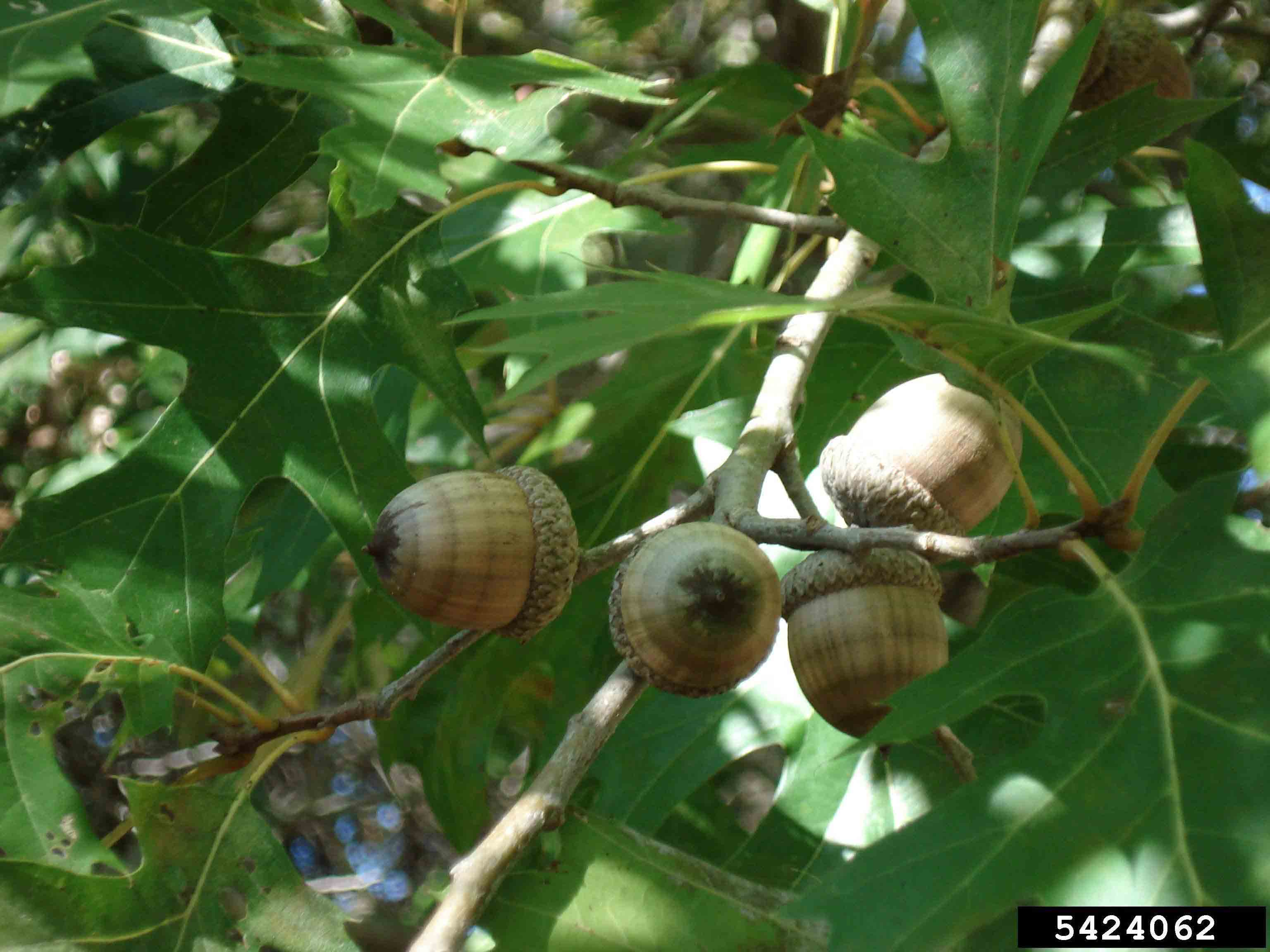 Shumard oak acorns in cluster