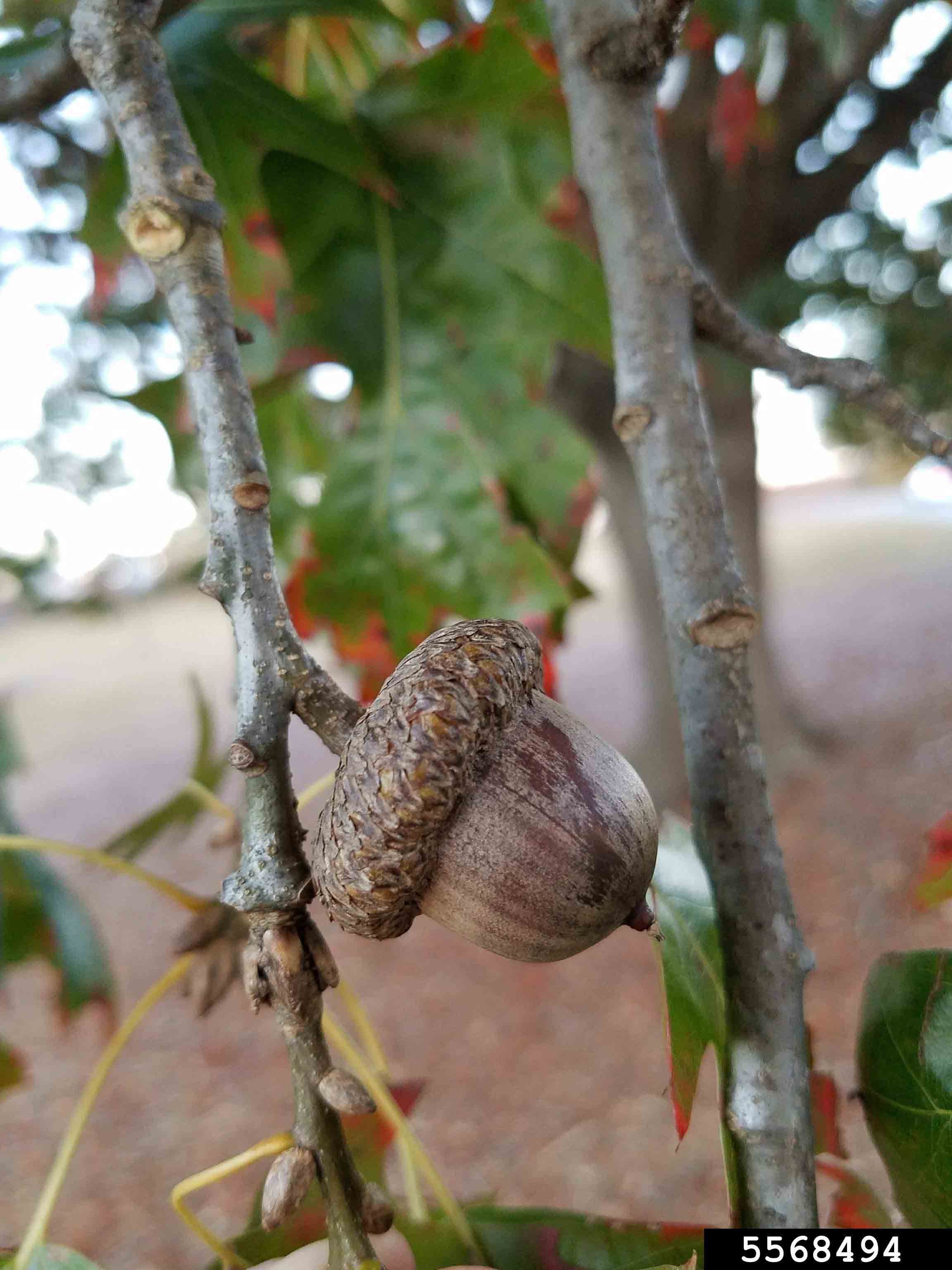 Shumard oak acorn