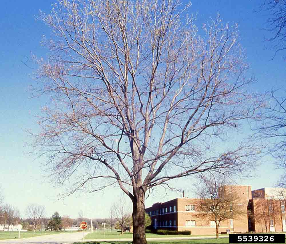 Shumard oak tree habit, winter