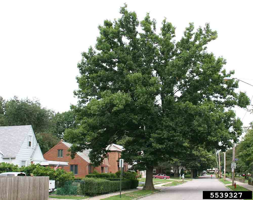 Shumard oak tree form, on residential street, summer