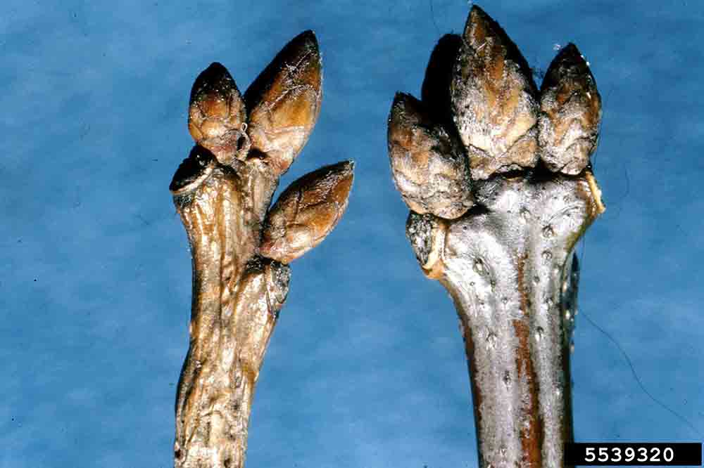 Shumard oak twigs with buds