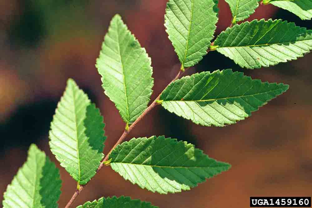Siberian elm leaves, toothed or double-toothed and nearly symmetrical at the base