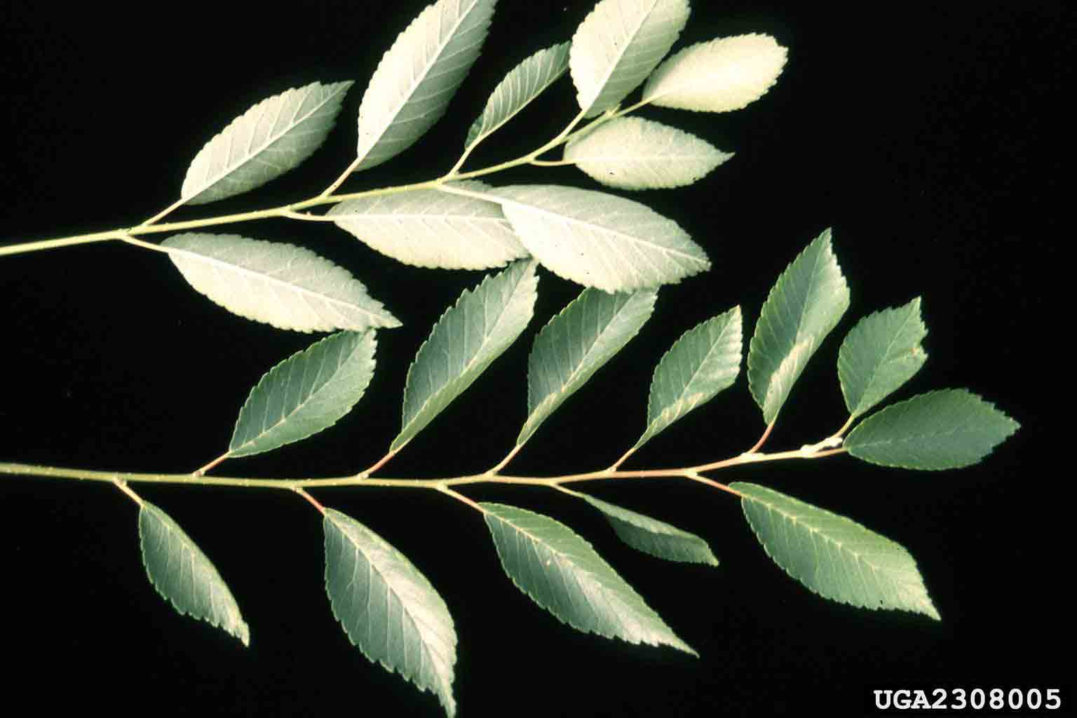 Siberian elm leaves, toothed or double-toothed and nearly symmetrical at the base