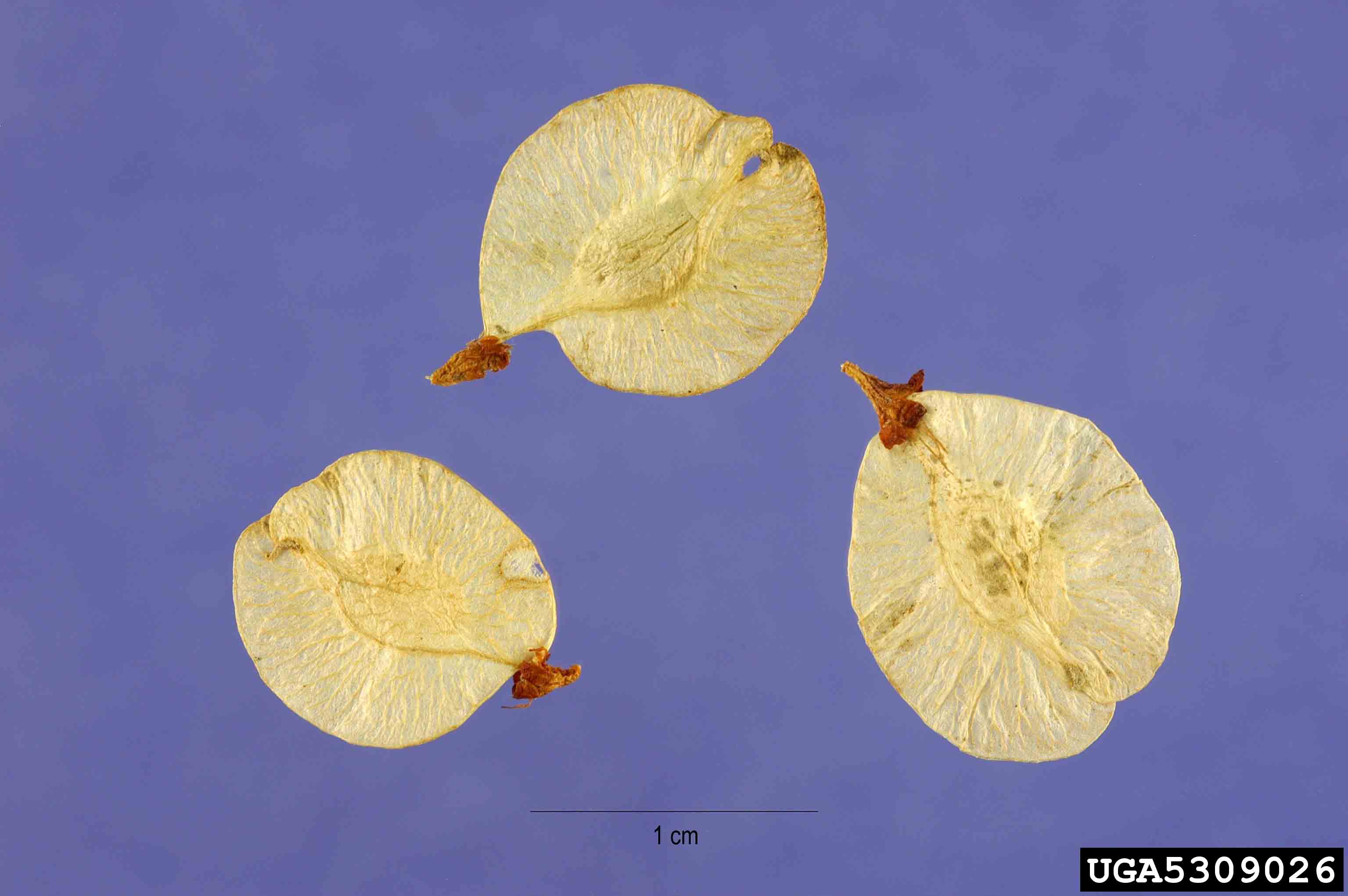 Siberian elm seed, in wafer-shaped samara
