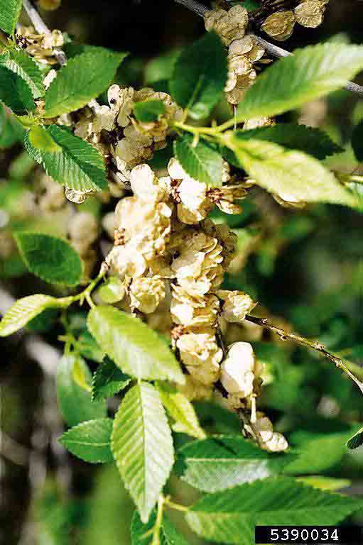 Siberian elm fruit and foliage