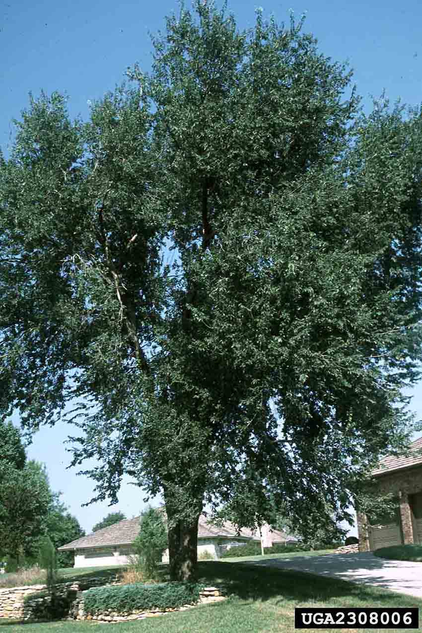 Siberian elm tree