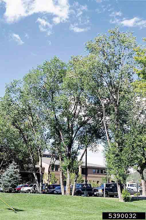 Siberian elm trees