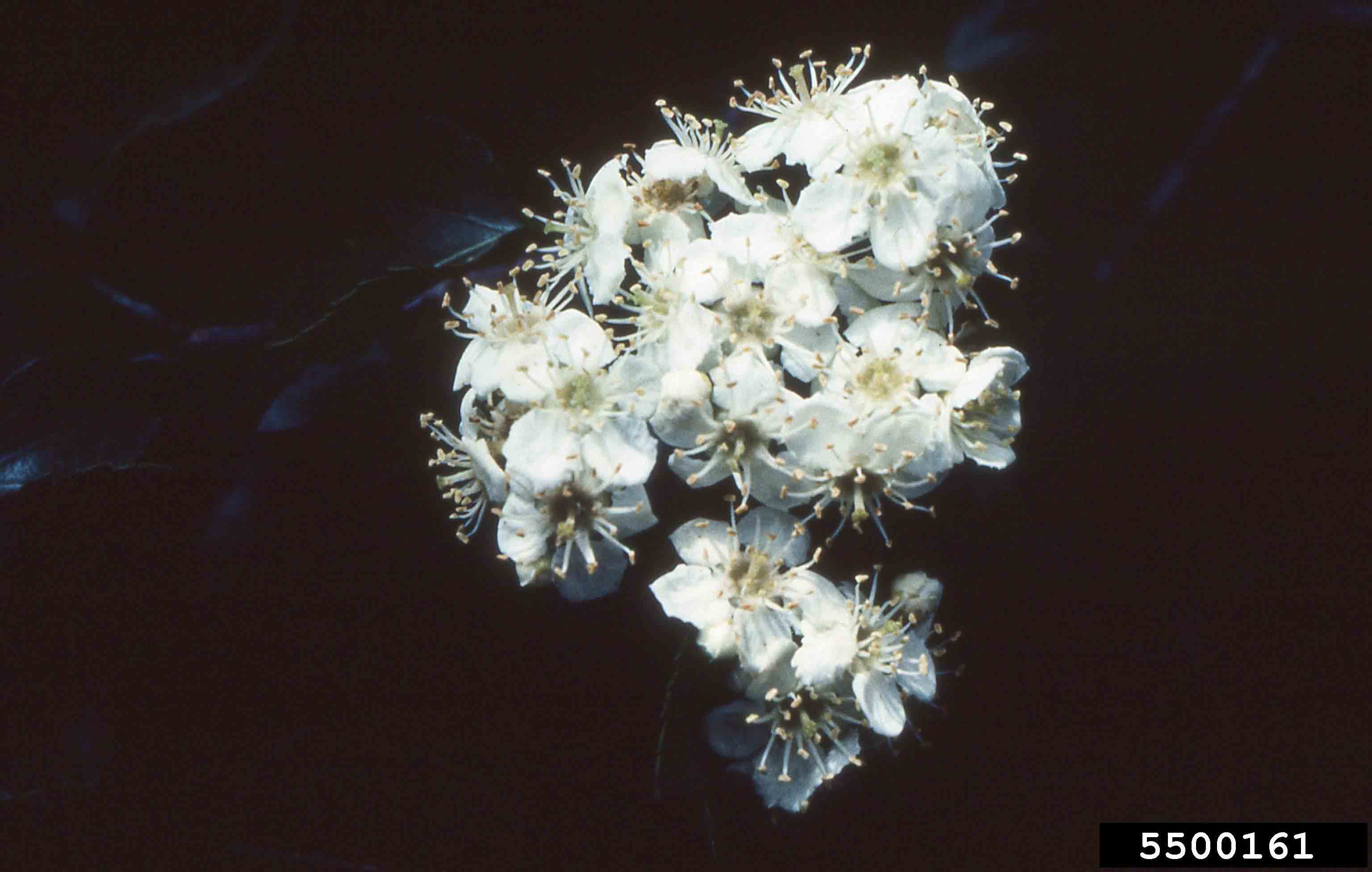 Washington hawthorn flowers