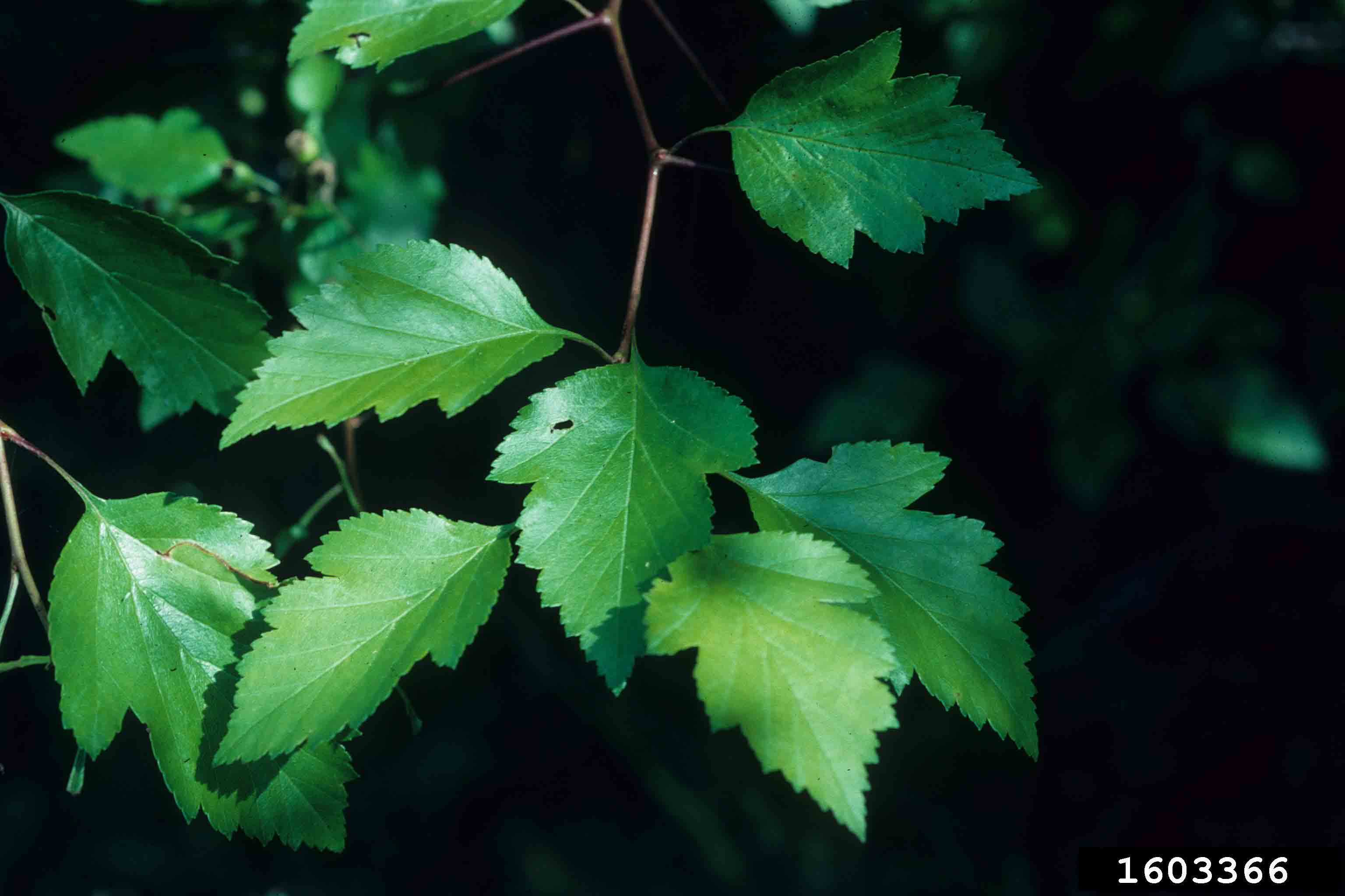 Washington hawthorn leaves
