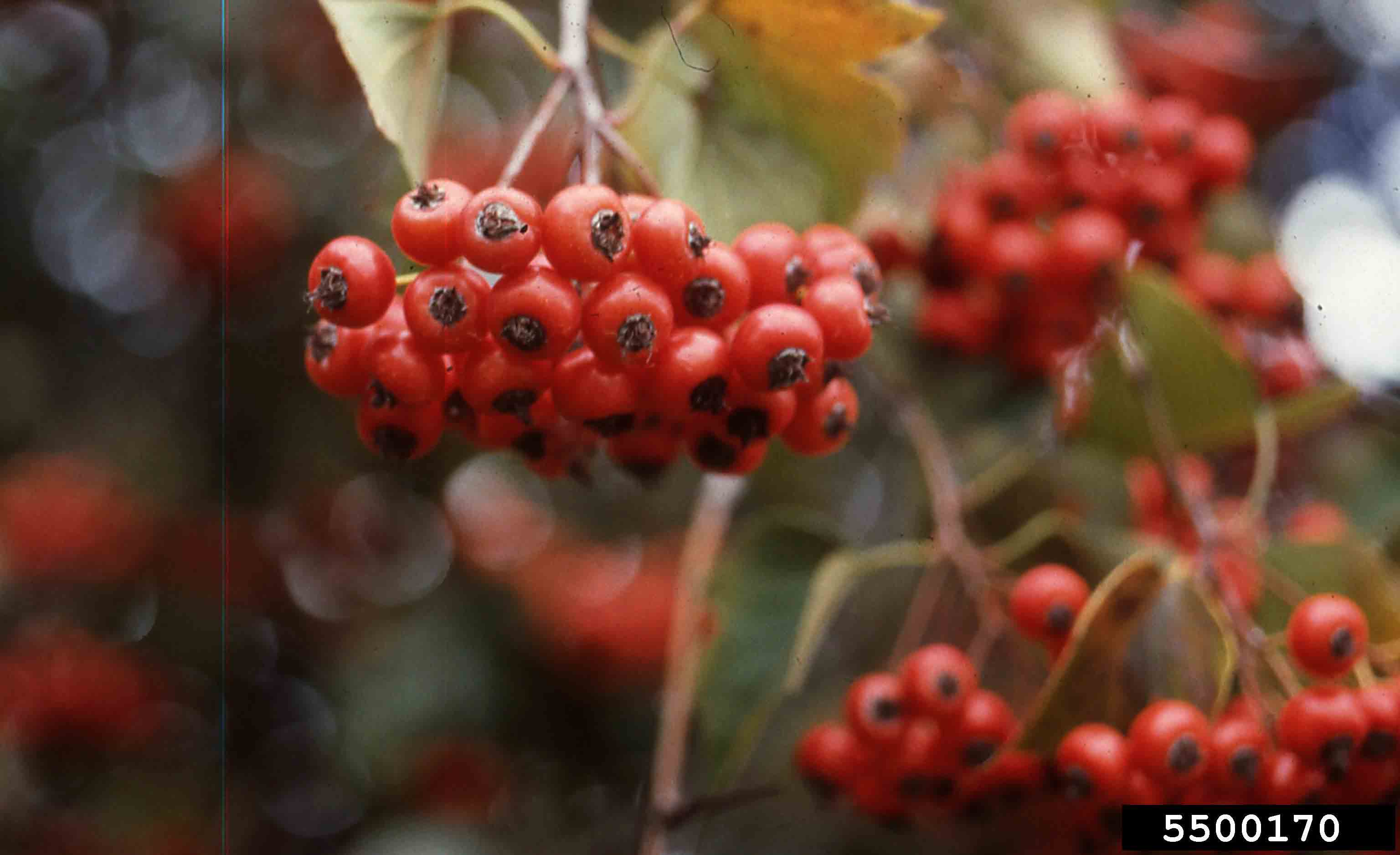 Washington hawthorn fruit