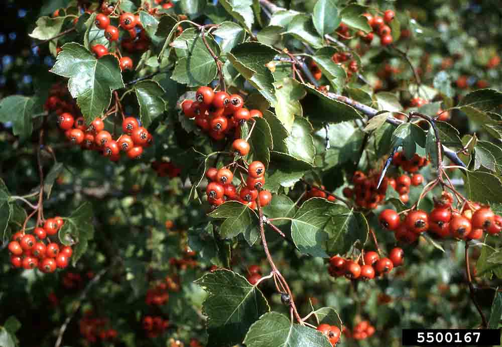 Washington hawthorn fruit and foliage