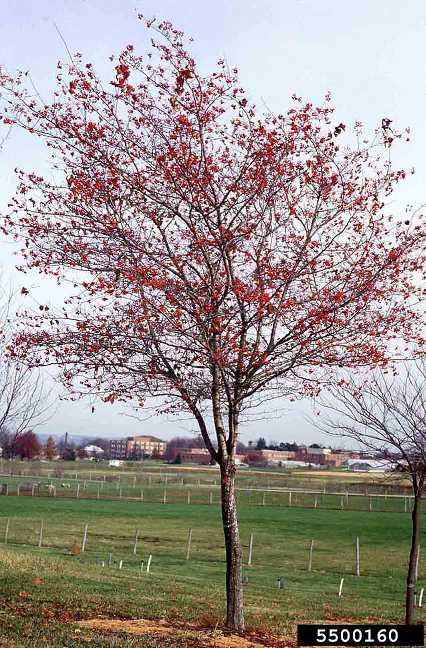 Washington hawthorn tree form, with fruit