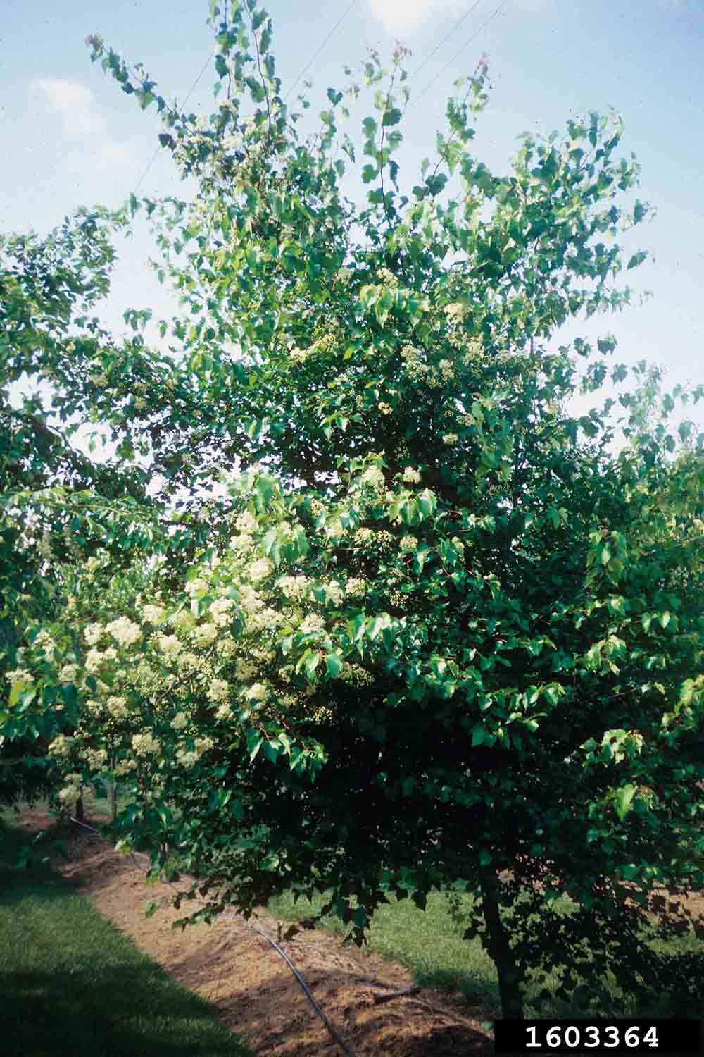 Washington hawthorn tree form, in bloom