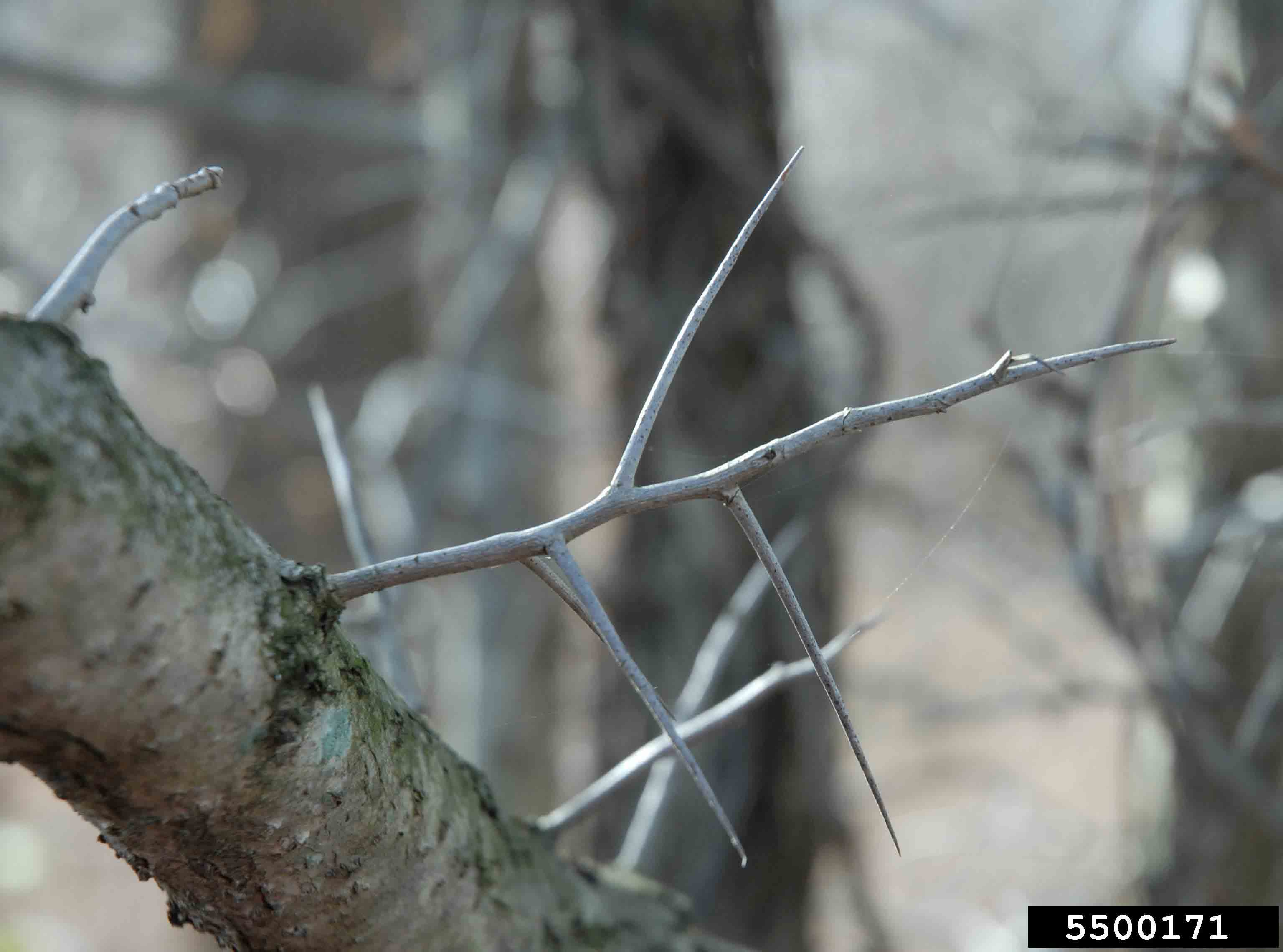 Washington hawthorn twig with thorns