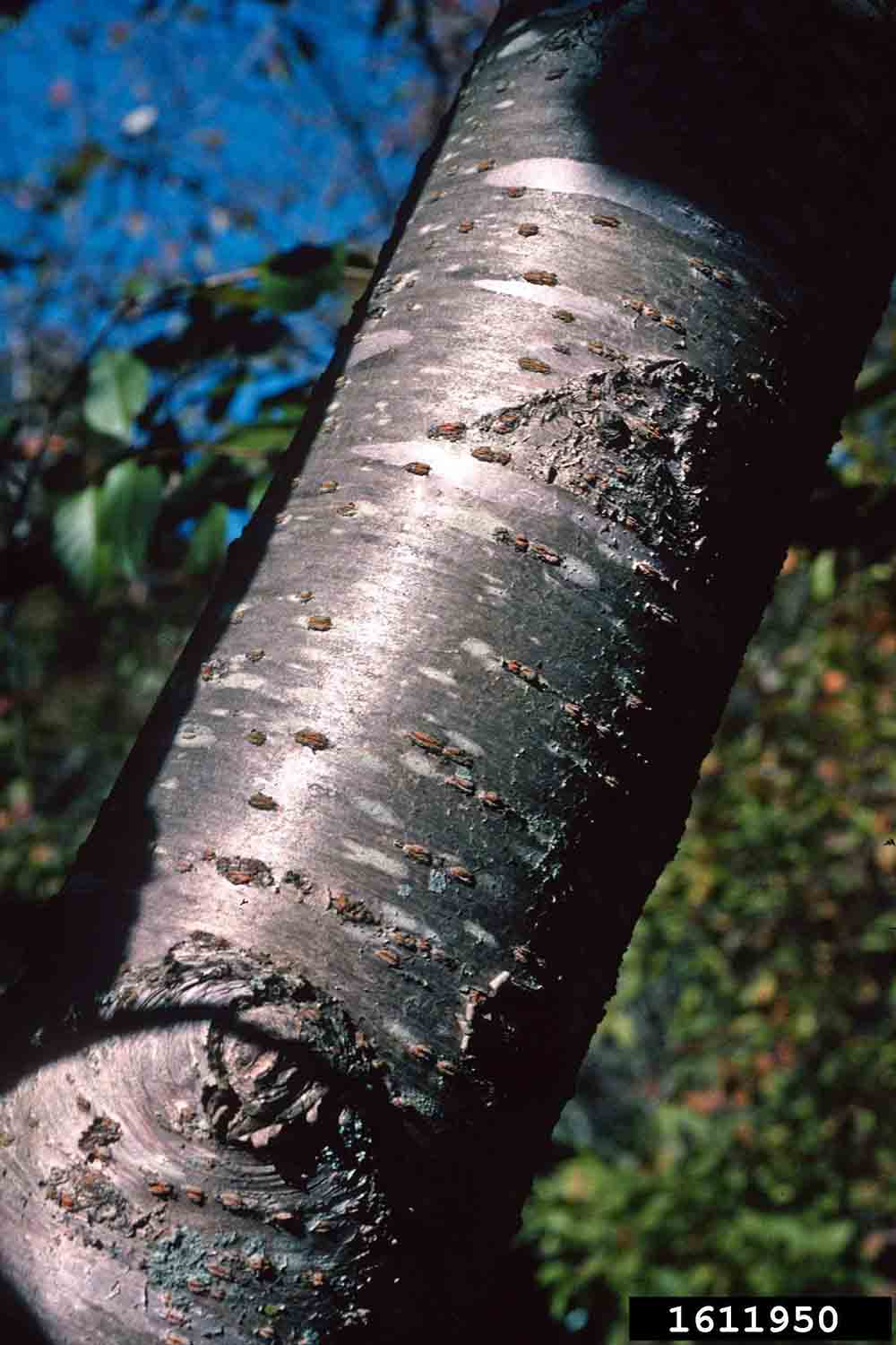 Yoshino cherry bark on trunk