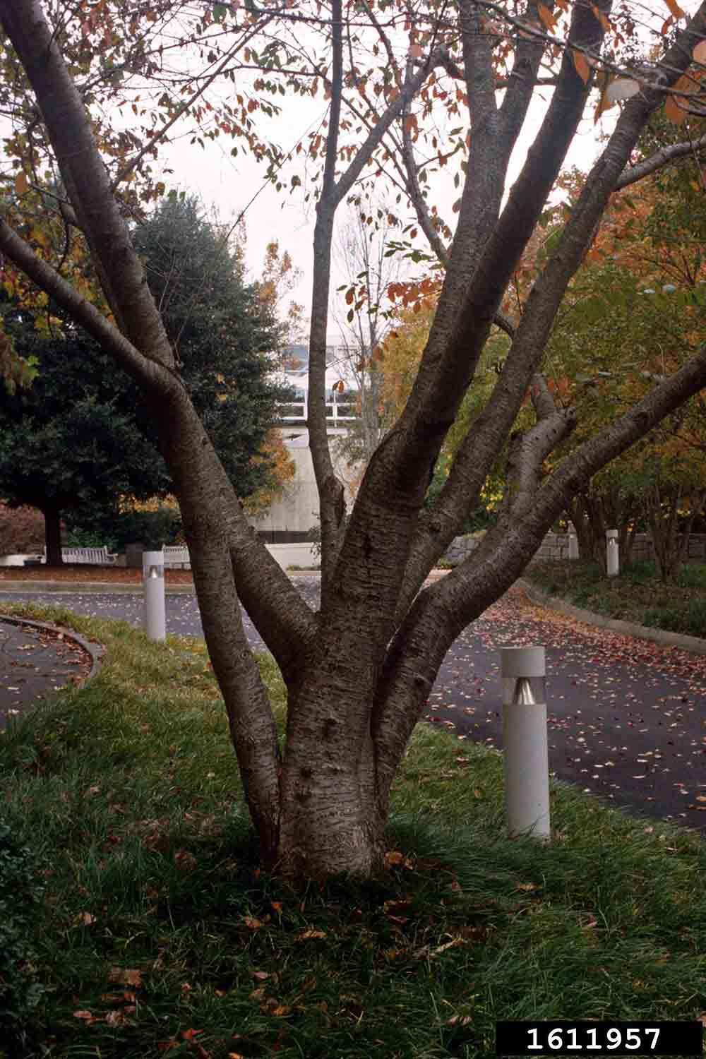 Yoshino cherry tree trunk and branching habit