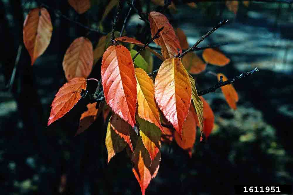 Yoshino cherry leaves, showing toothed margins, fall