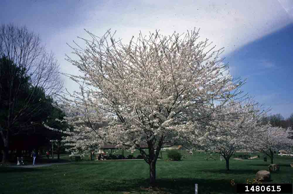 Yoshino cherry tree in bloom