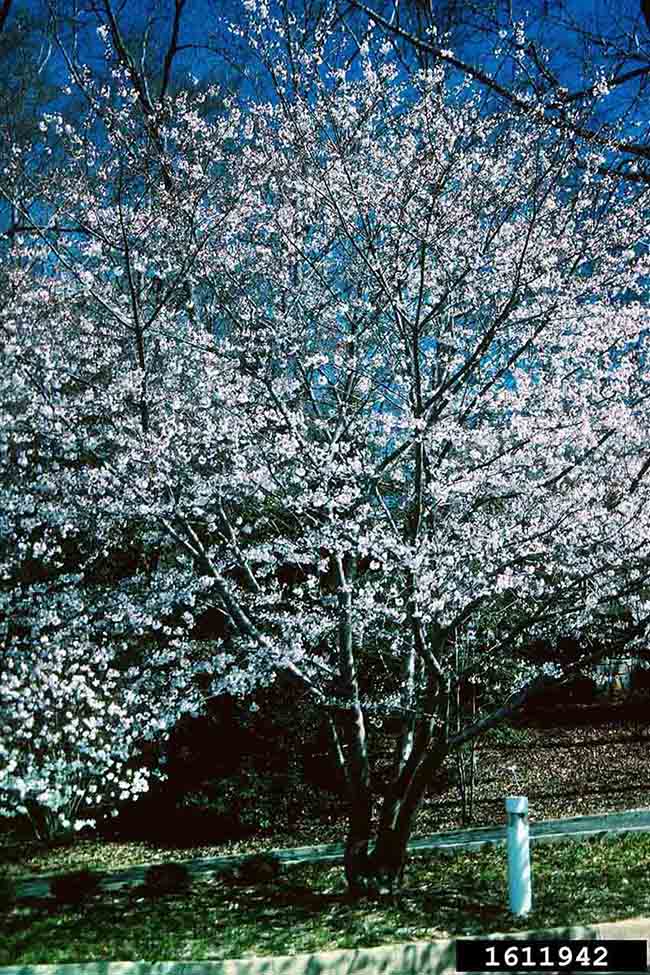 Yoshino cherry tree in bloom