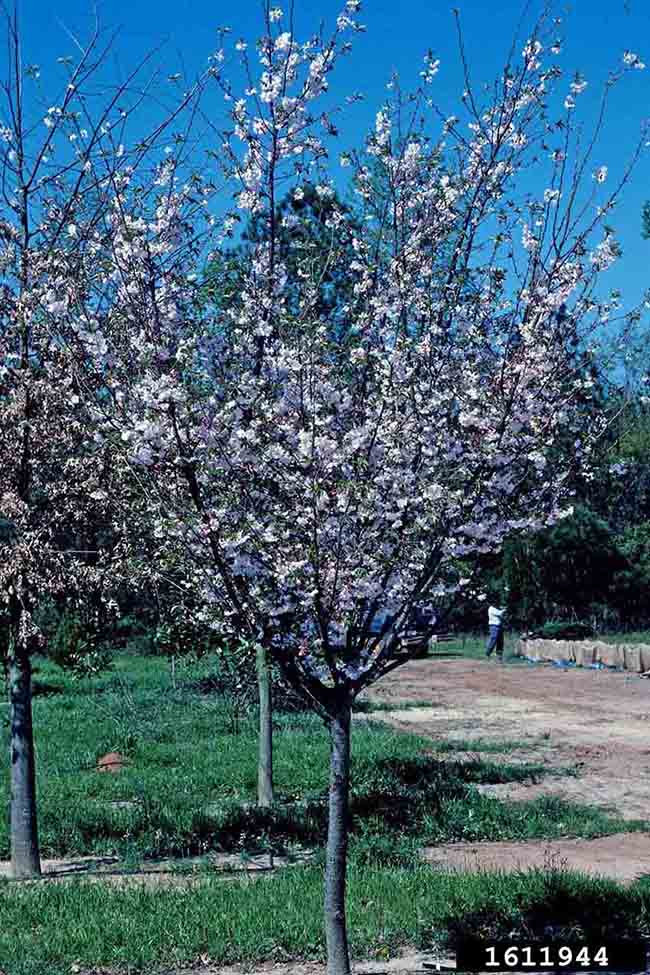 Yoshino cherry tree in bloom