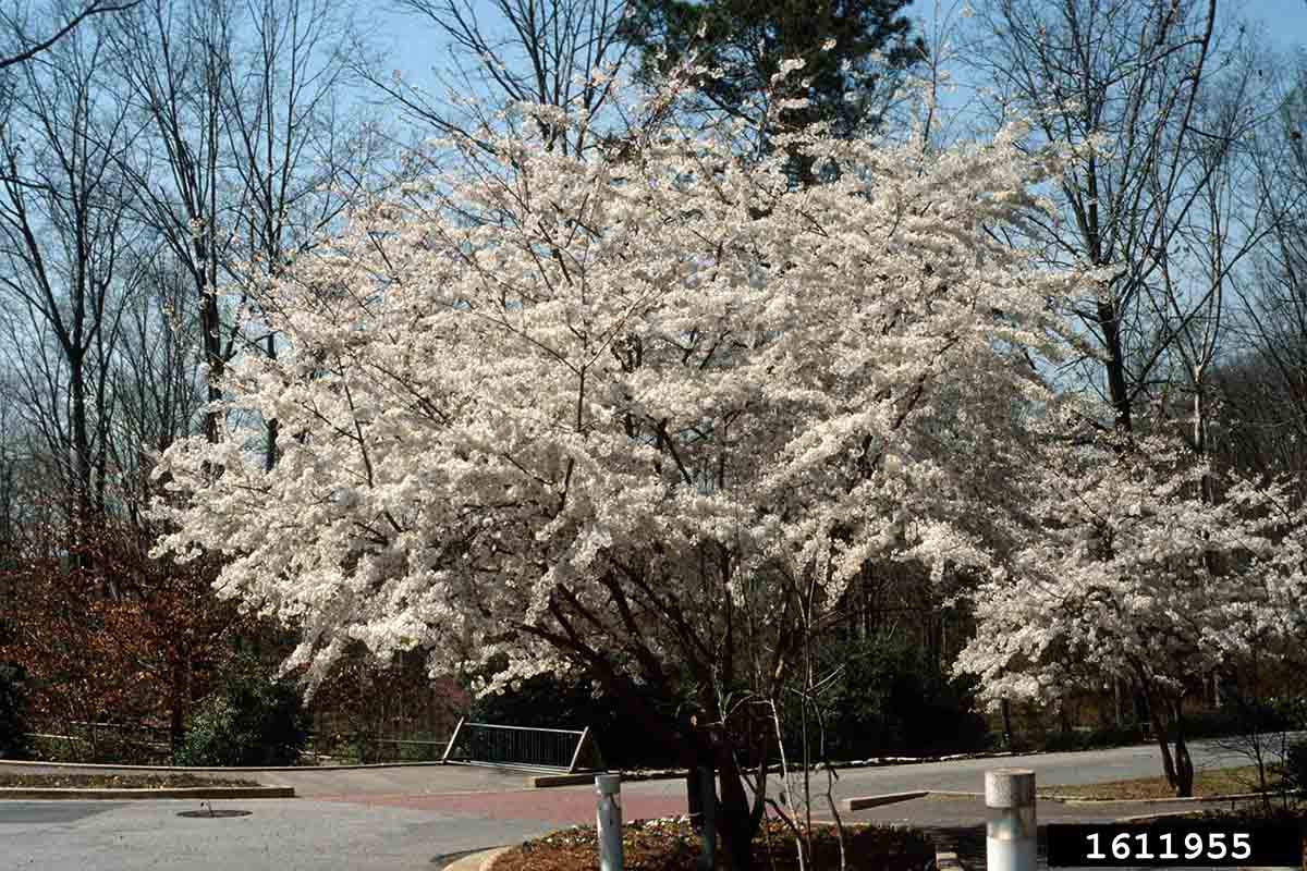 Yoshino cherry tree in bloom