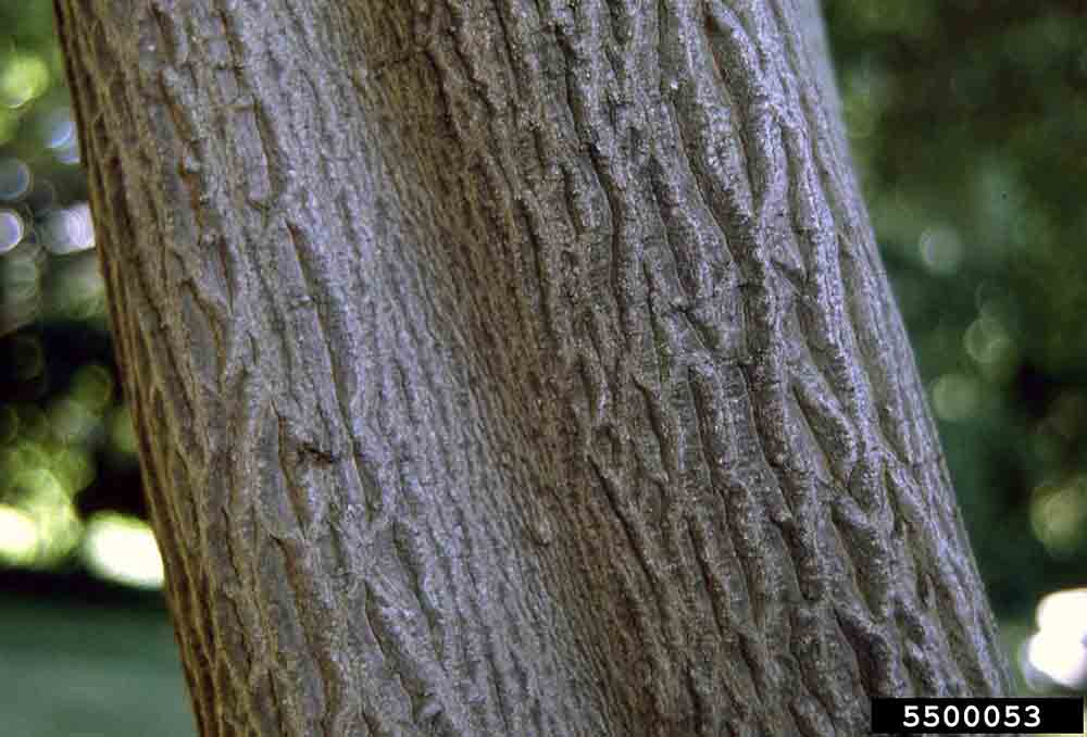 Alternate-leaf dogwood bark