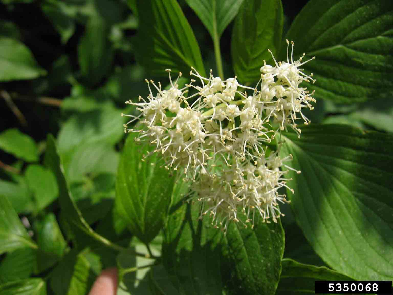 Alternate-leaf dogwood flowers