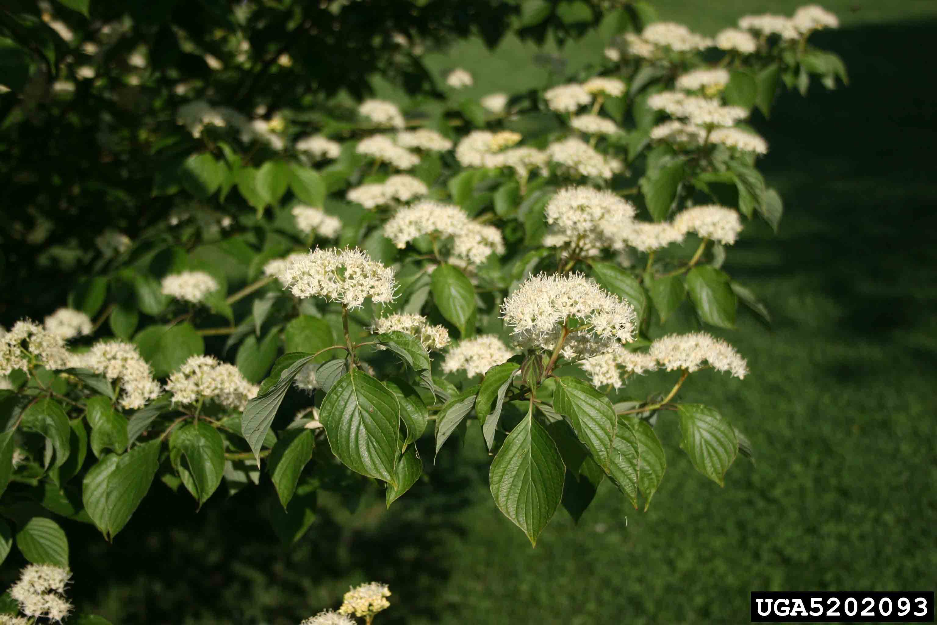 Alternate-leaf dogwood flowers