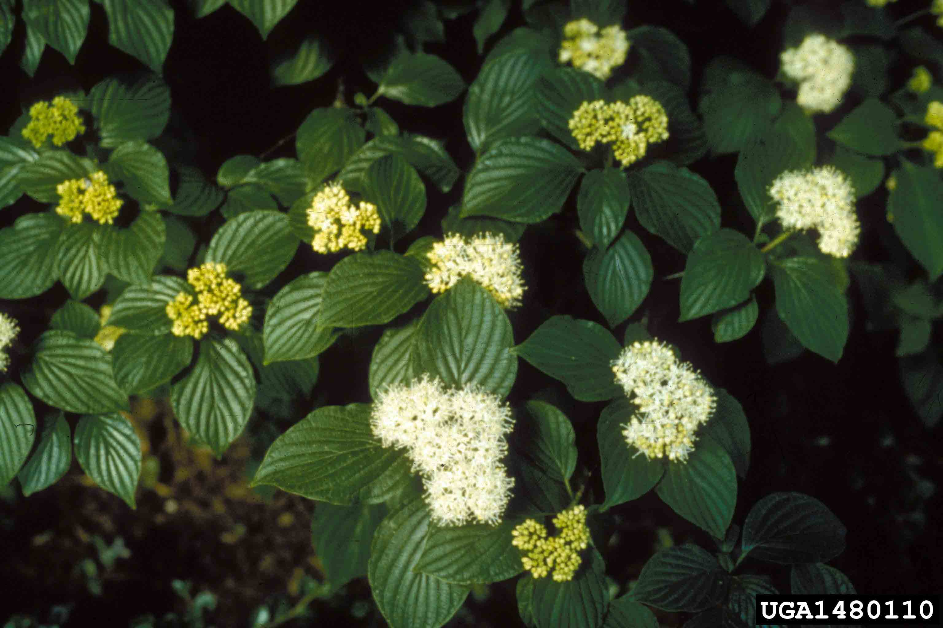 Alternate-leaf dogwood flowers