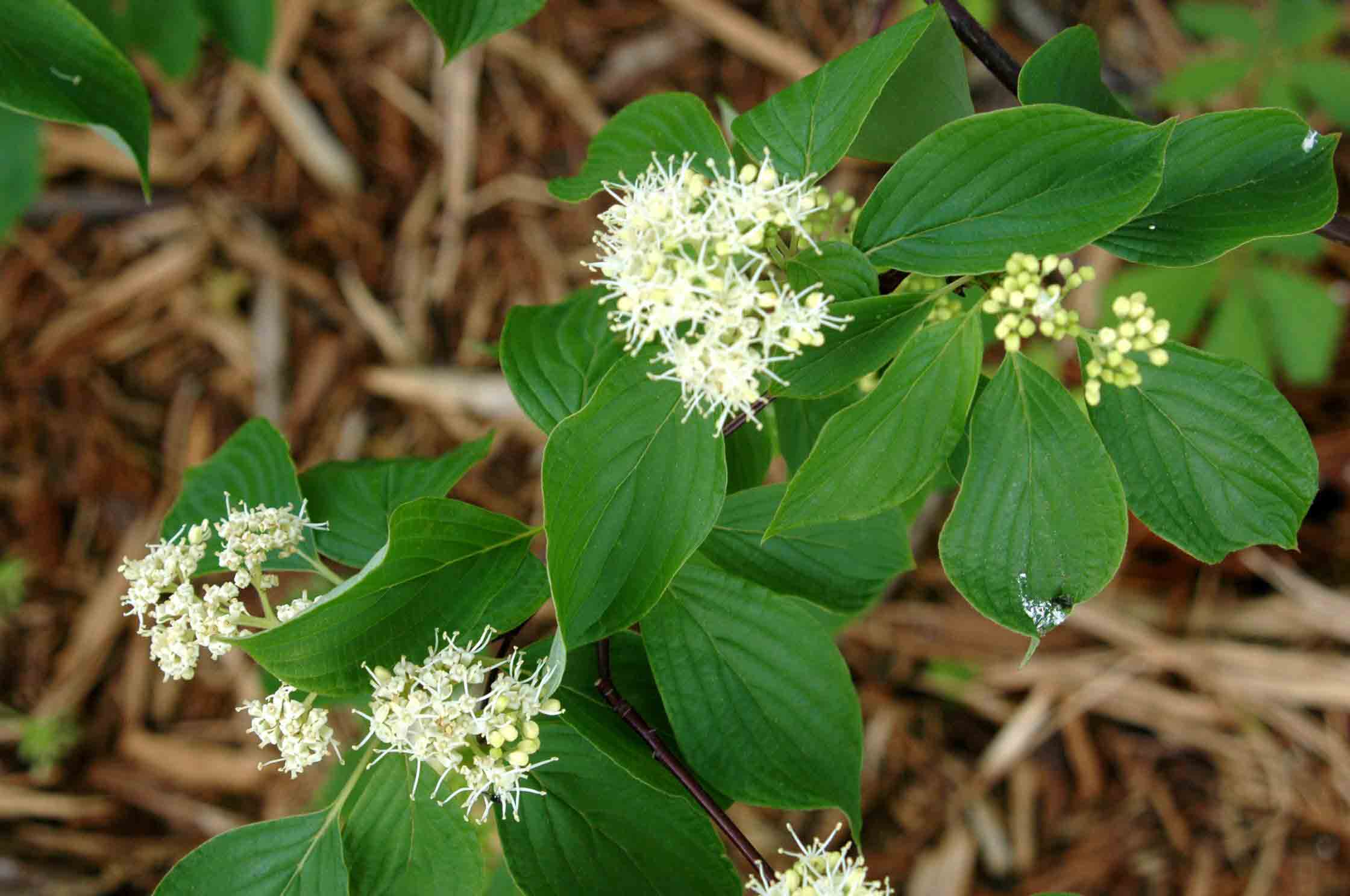 Alternate-leaf dogwood flowers