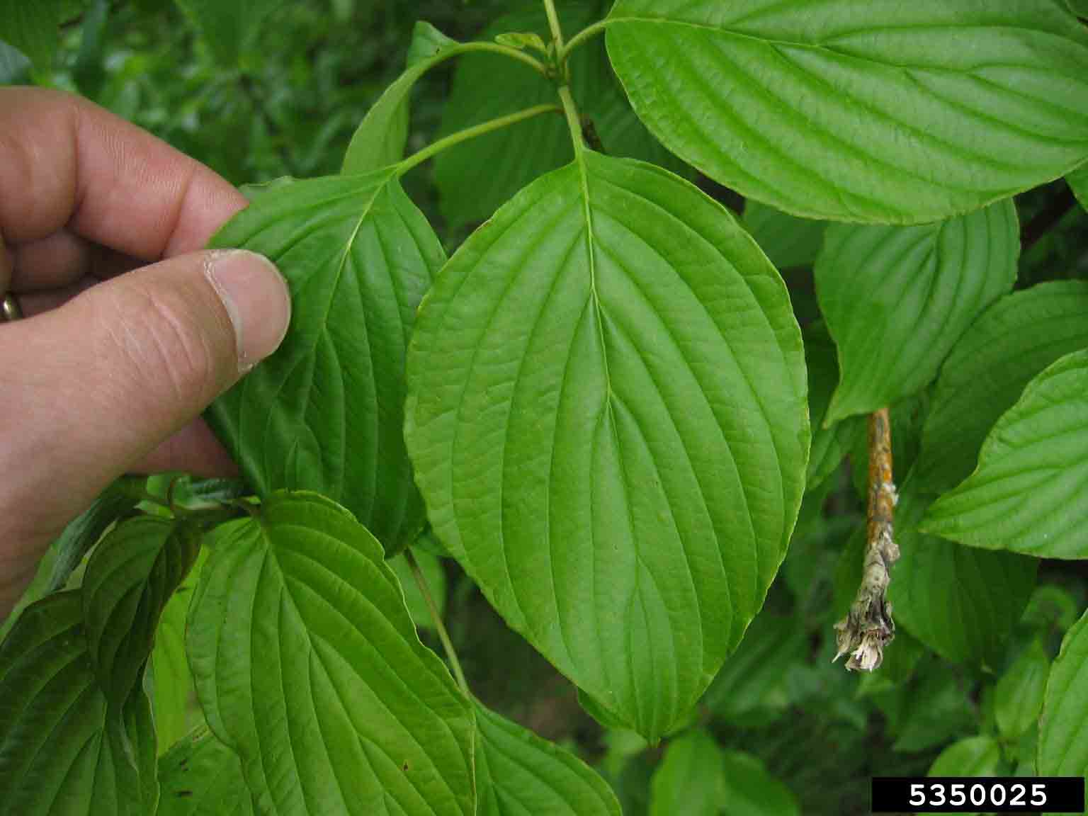 Alternate-leaf dogwood leaves