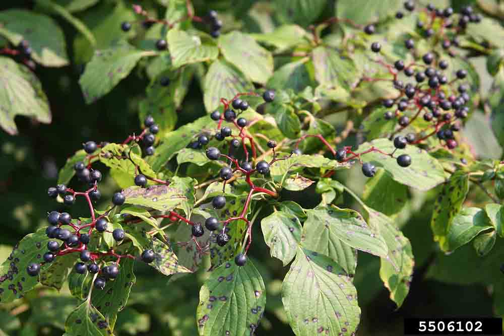 Alternate-leaf dogwood fruit