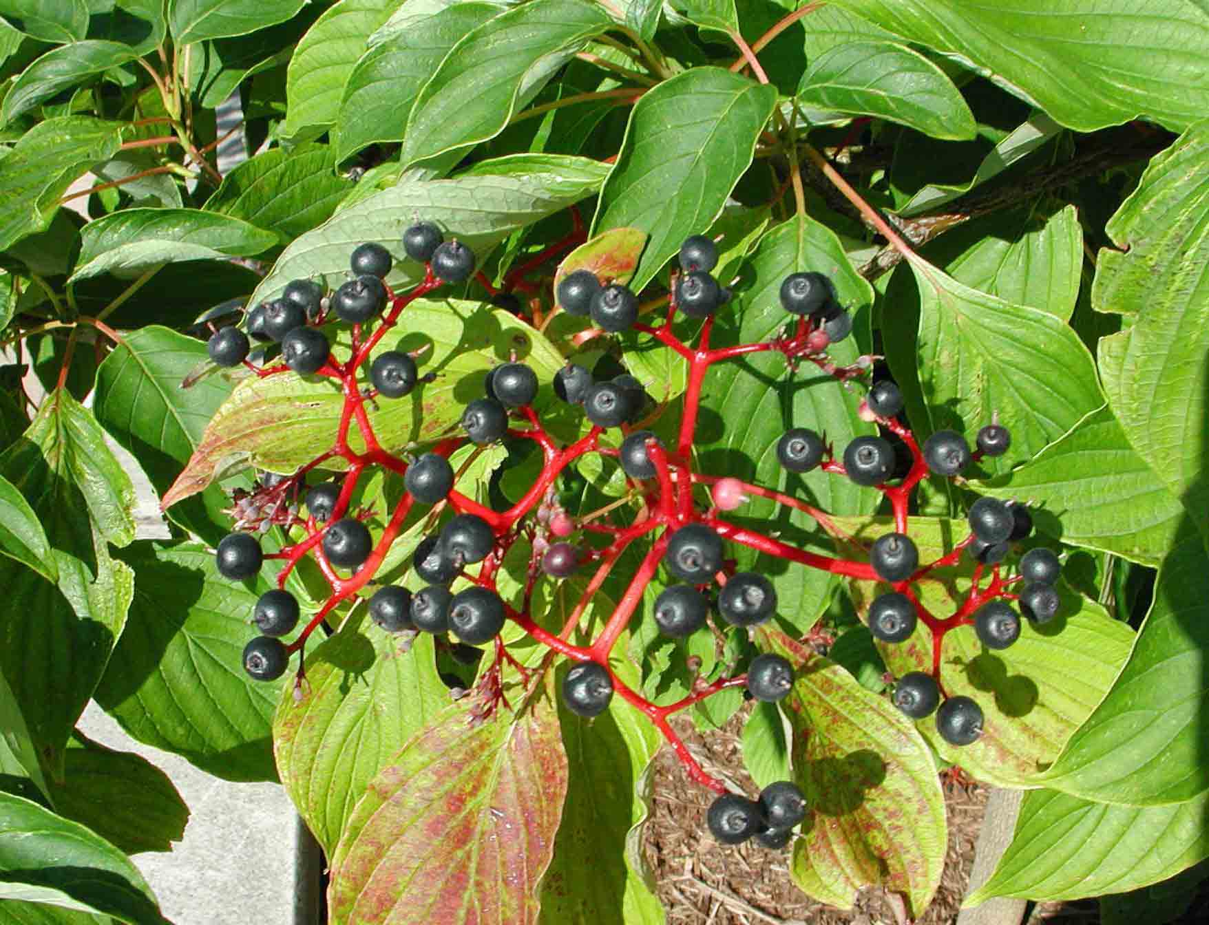 Alternate-leaf dogwood fruit