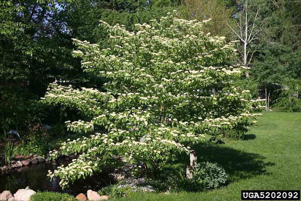 Alternate-leaf dogwood tree in bloom