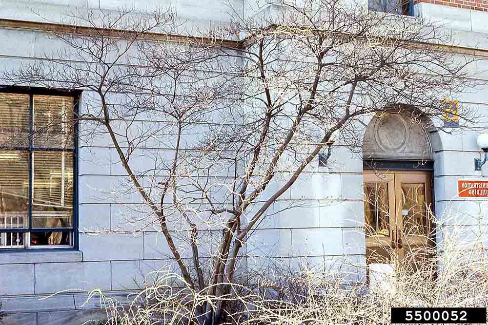 Alternate-leaf dogwood tree in landscape, showing layered branching