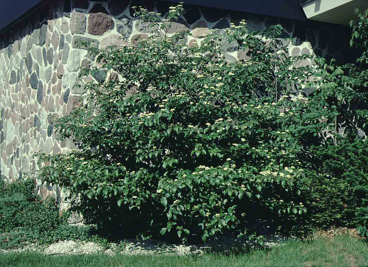 Alternate-leaf dogwood tree in bloom