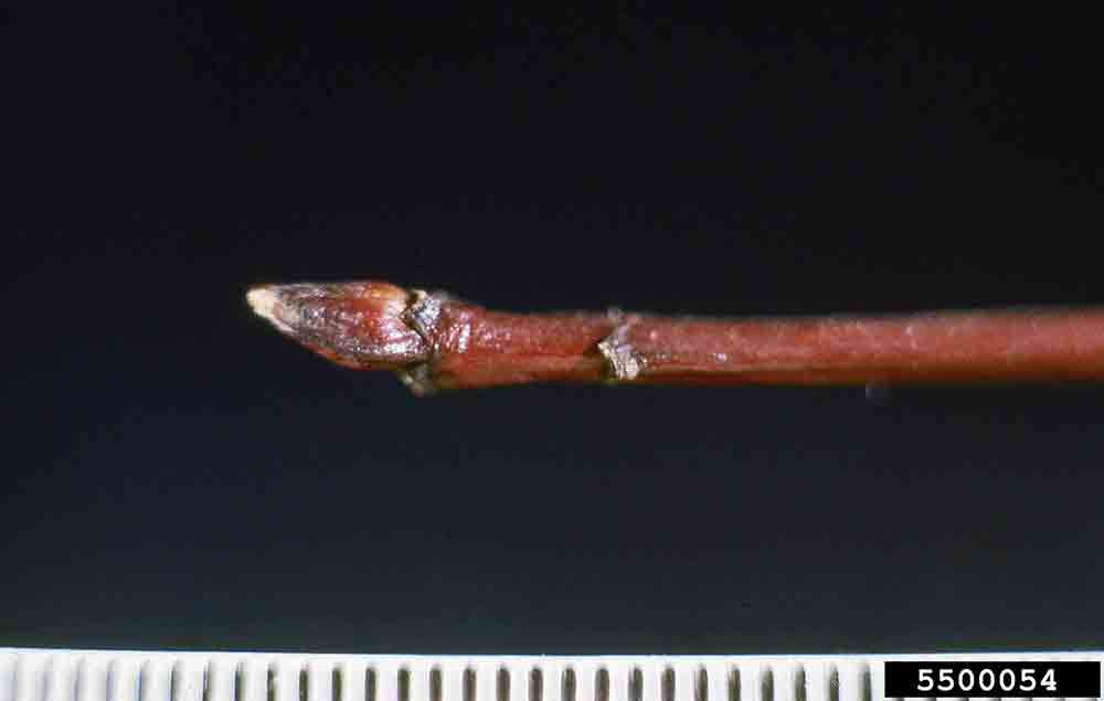 Alternate-leaf dogwood twig and winter bud, with 1 mm gradations