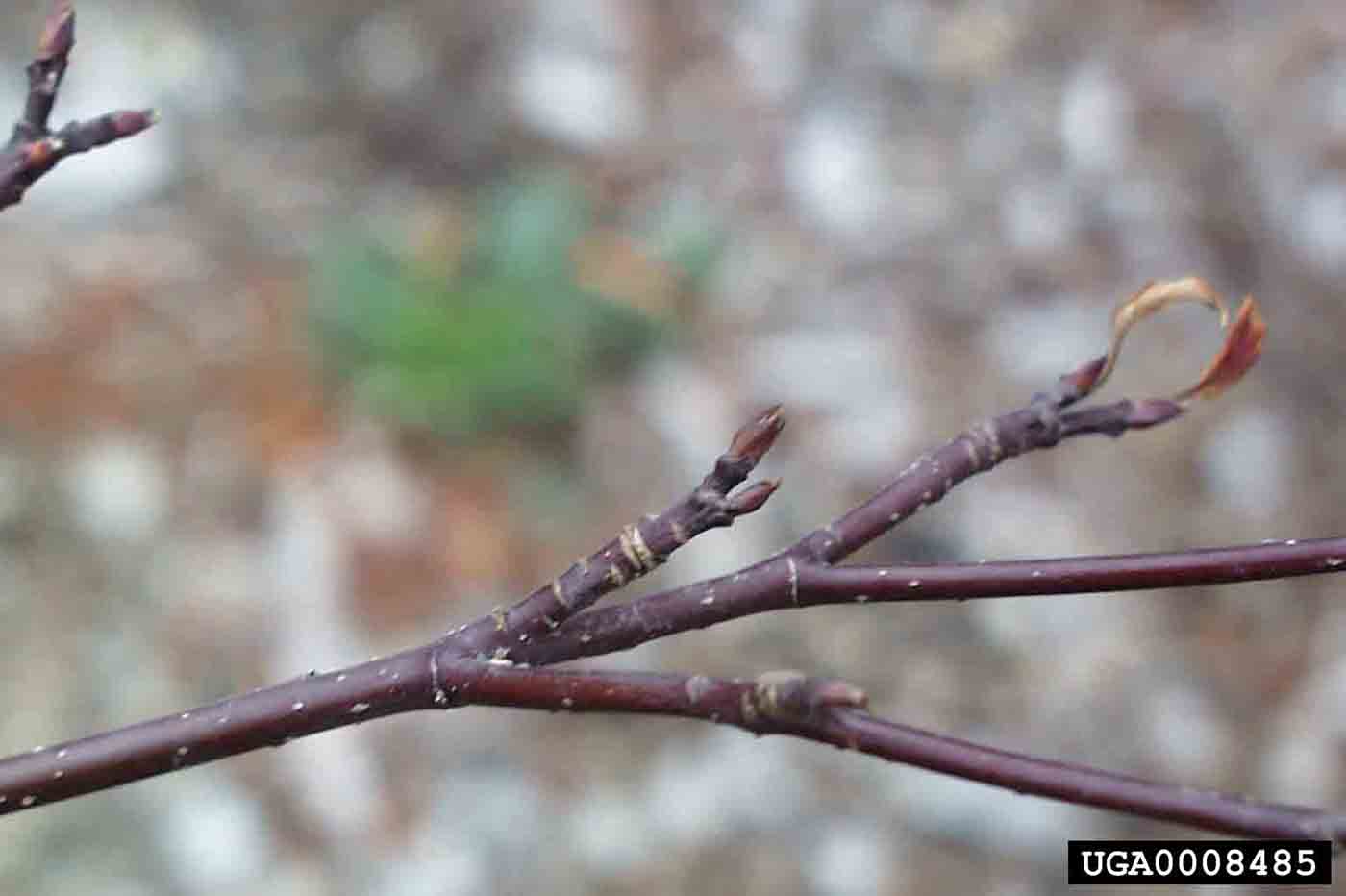 Alternate-leaf dogwood twig