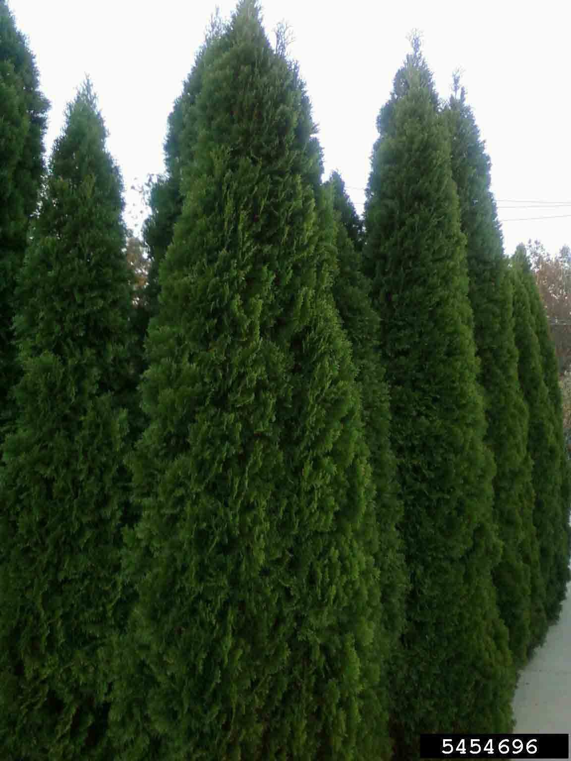Eastern arborvitae trees