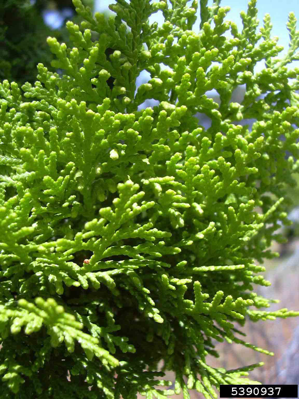 Eastern arborvitae foliage, showing overlapping scales