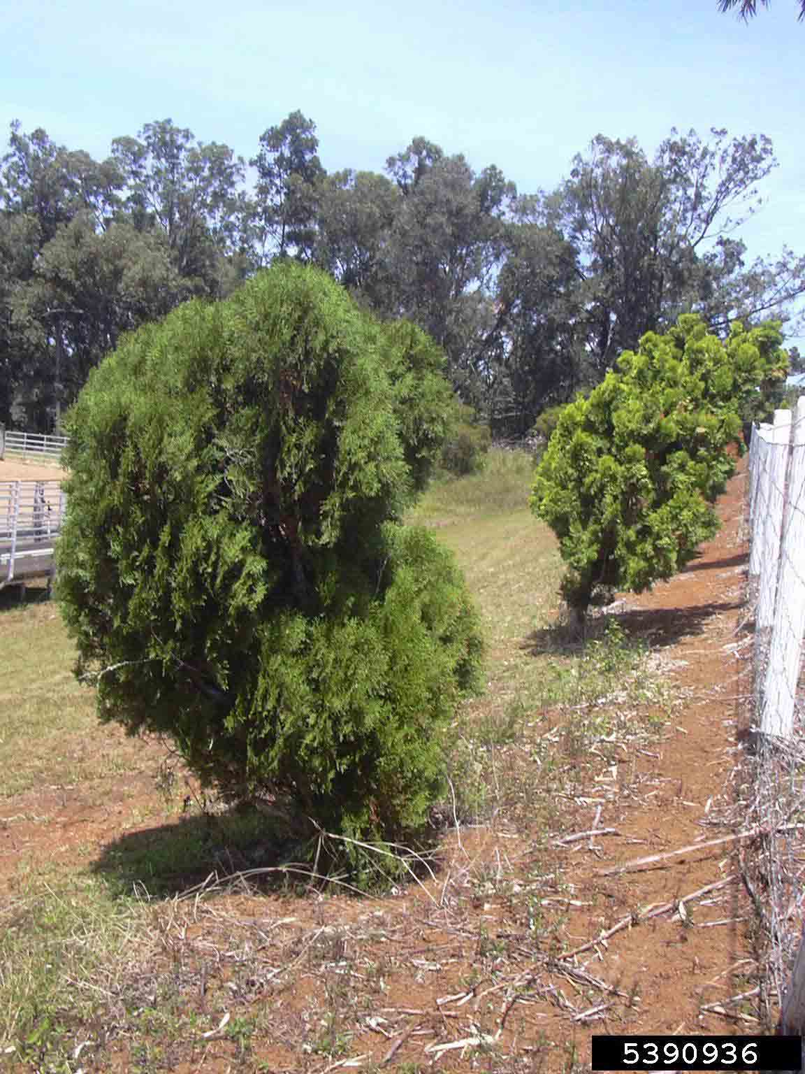 Eastern arborvitae trees