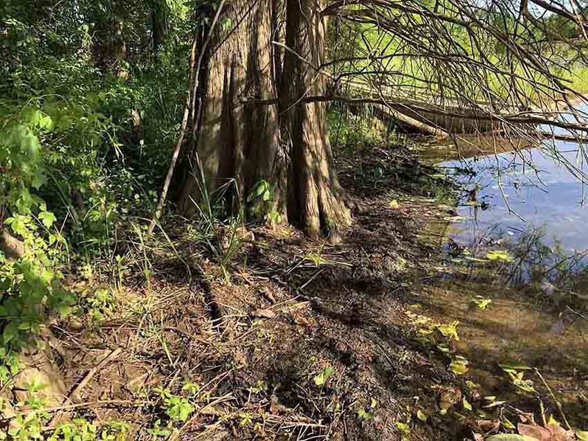 Bald cypress tree, showing bark and buttressed base