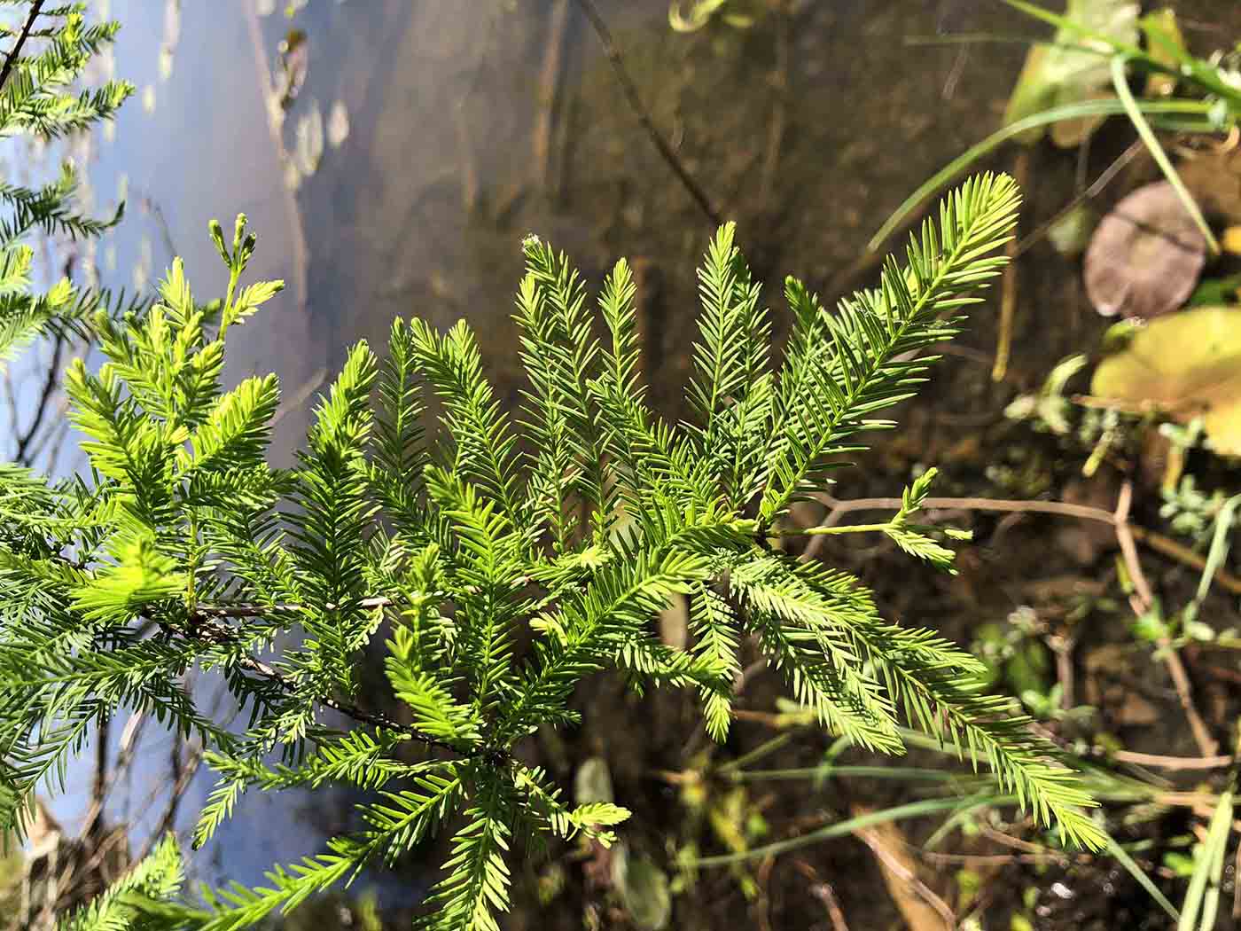 Bald cypress foliage