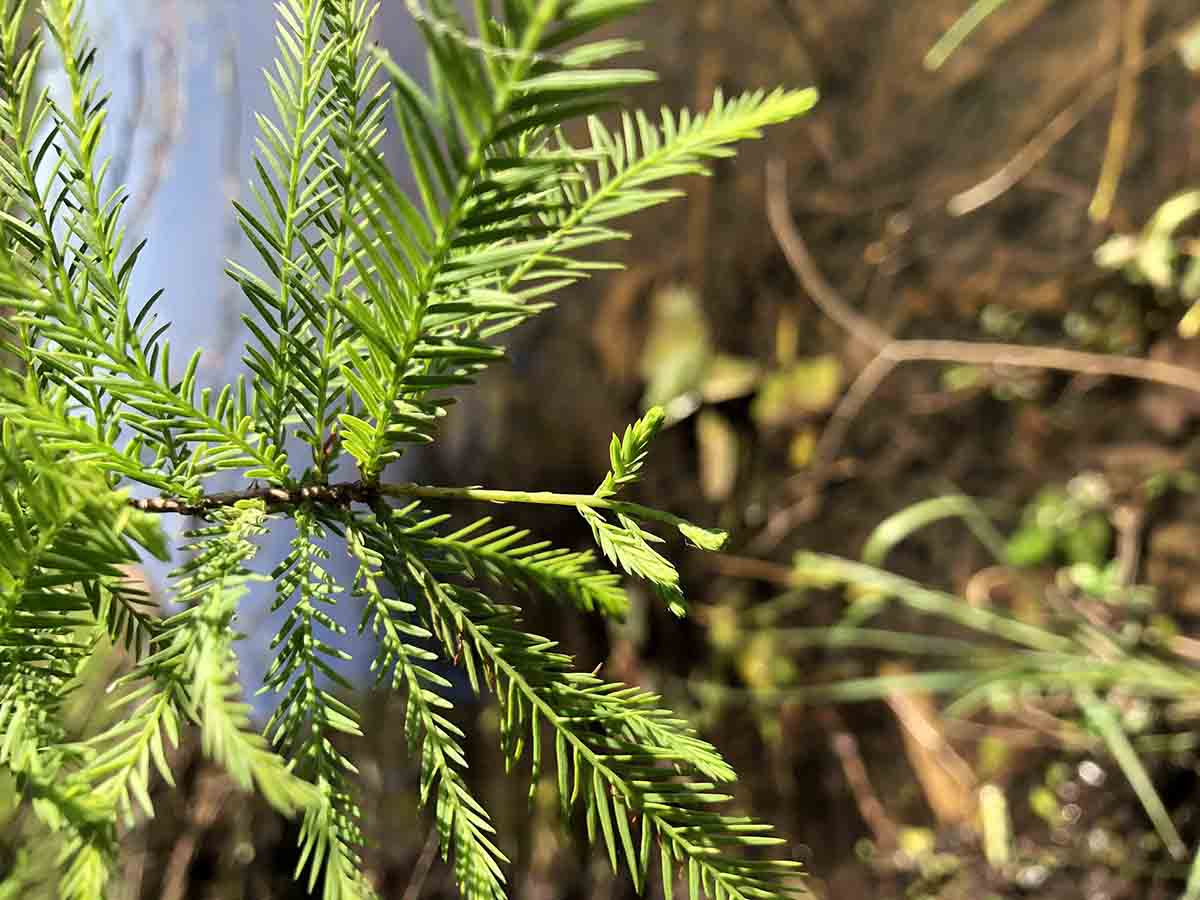 Bald cypress foliage