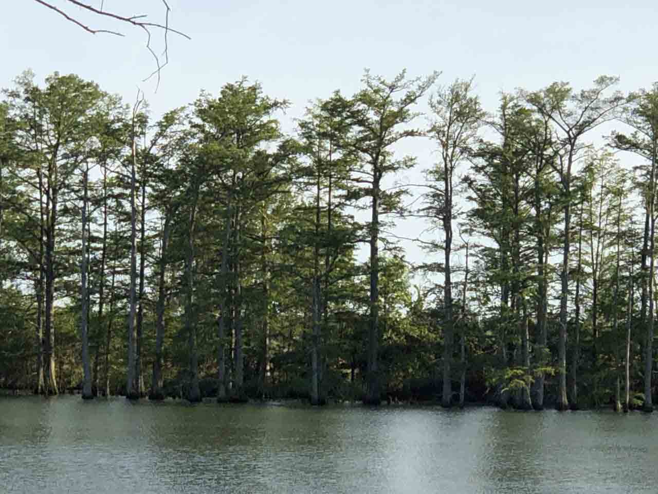 Bald cypress trees