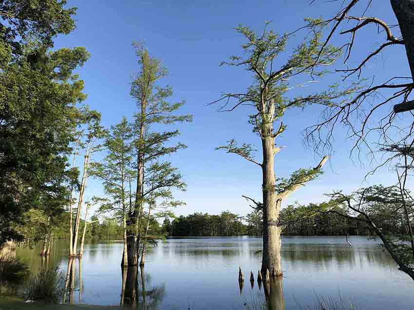 Bald cypress trees