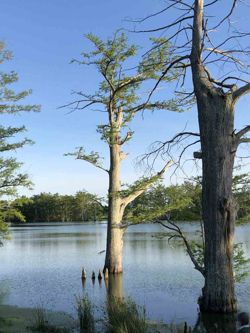 Bald cypress tree, showing mature branching habit and "knees"