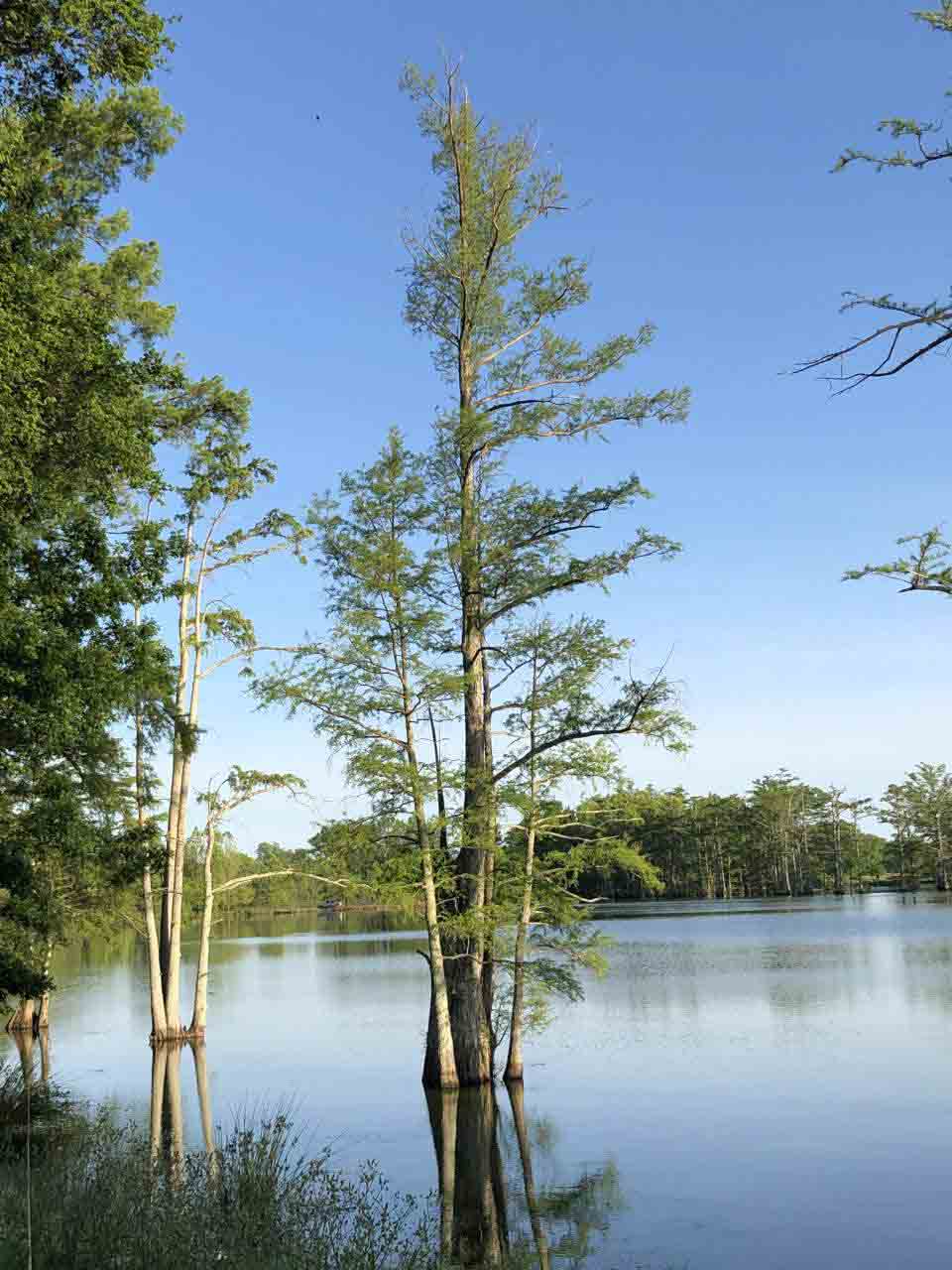 Bald cypress trees