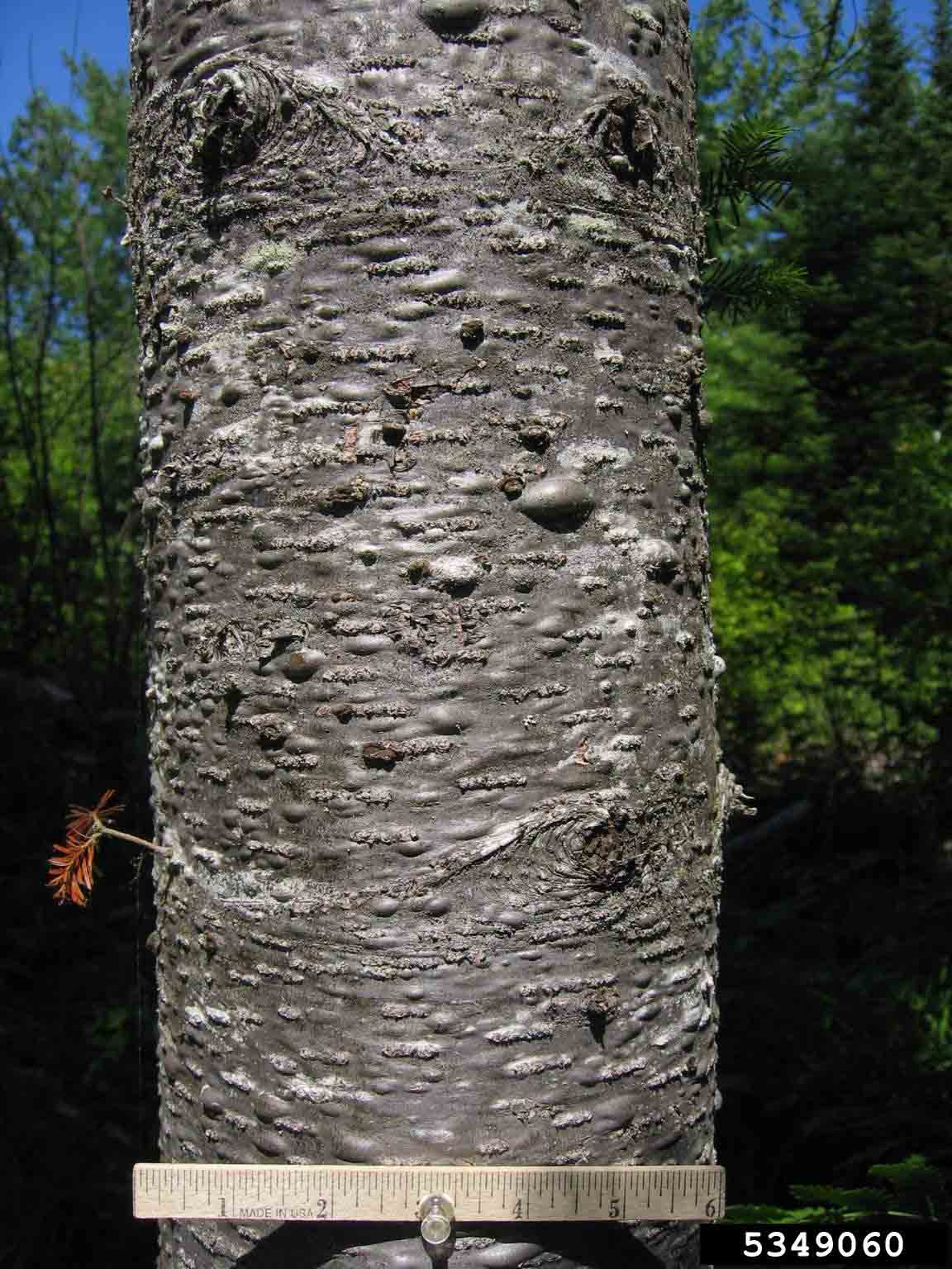 Balsam fir bark on trunk